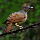 satin bowerbird（Female）